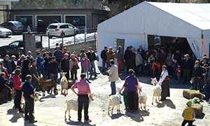 corto capretto vigezzino mostra
