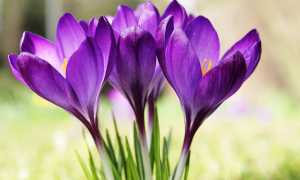 crocus ga28bbe0e4 640