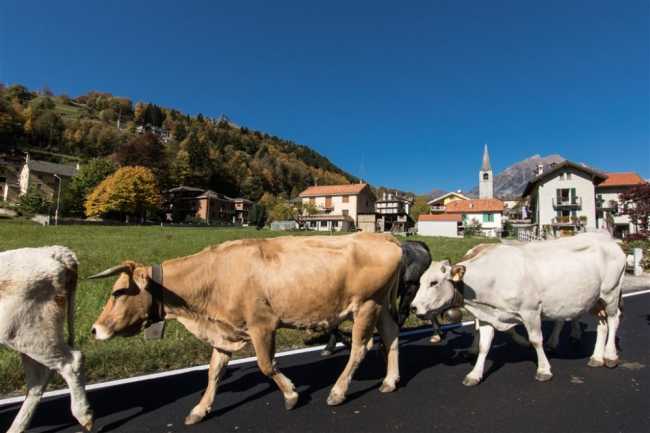 crodo transumanza valle antigorio ph marco cerini