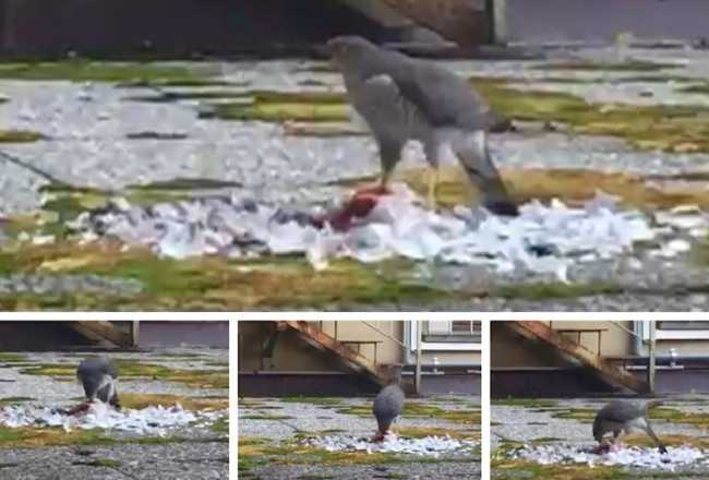 falchetto rapace piccione