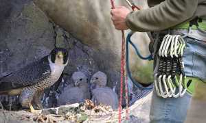 falco nido vaògrande