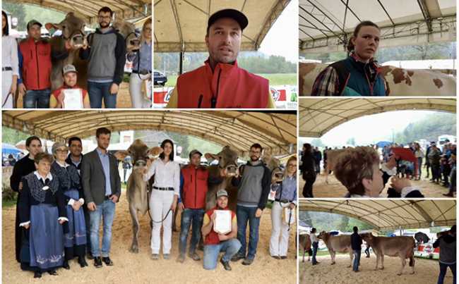 fiera vacche vacca crodo 23