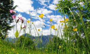 fiori prato montagne cielo