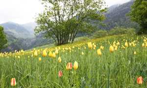 fiori tulipani montagna tulipa grengiolensis