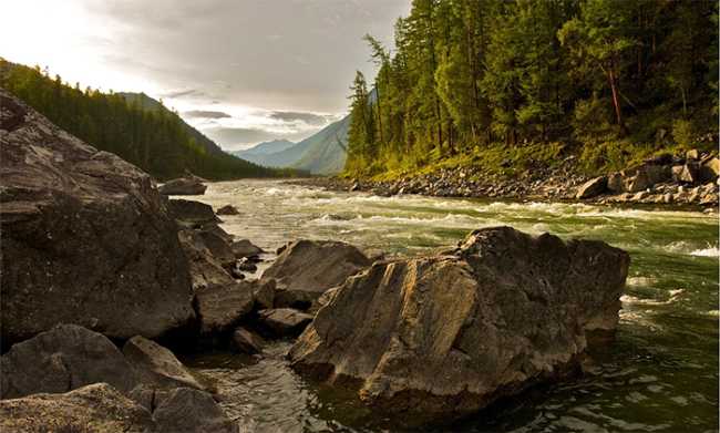 fiume aalberi torrente montagna