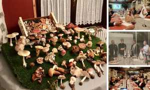 funghi accademia divin mix