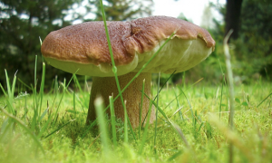 fungo prato images sampleda