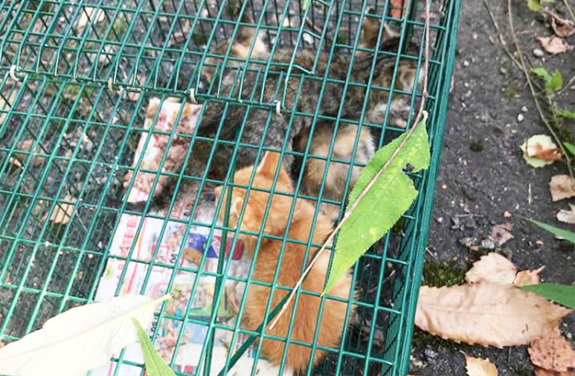 gatti abbandonati gabbia