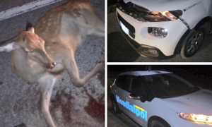 investimento cerbiatto beura set 20 mix