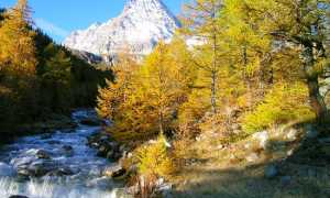 larici monte leone
