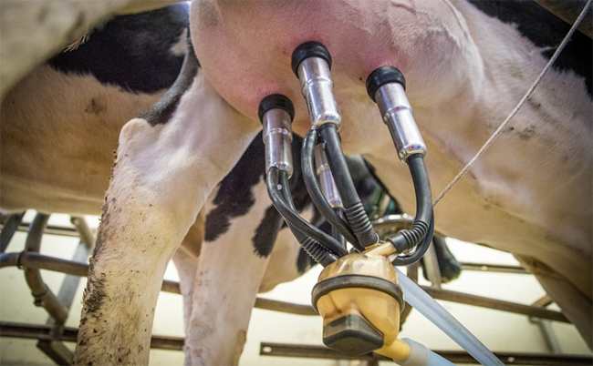 latte mungitura mucca