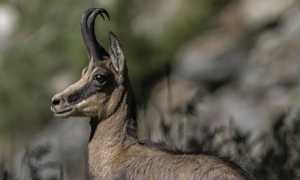 lossy page1 424px Camoscio delle alpi.tif