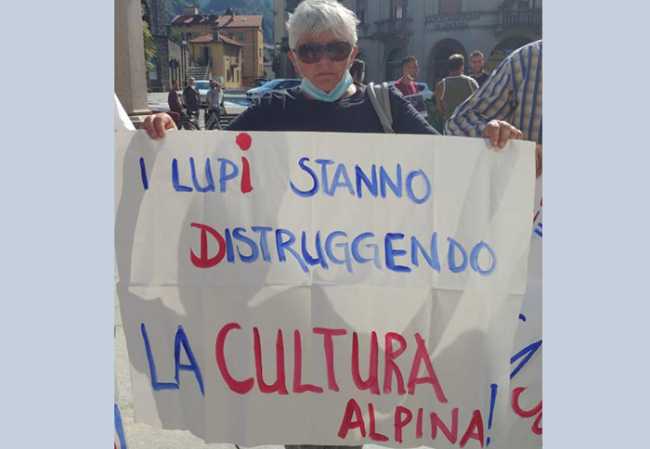 lupi cartello distruggendo