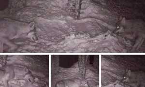 lupi immagini trappola notte