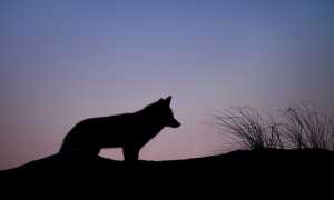 lupo ray hennessy 9rloii qmmw unsplash