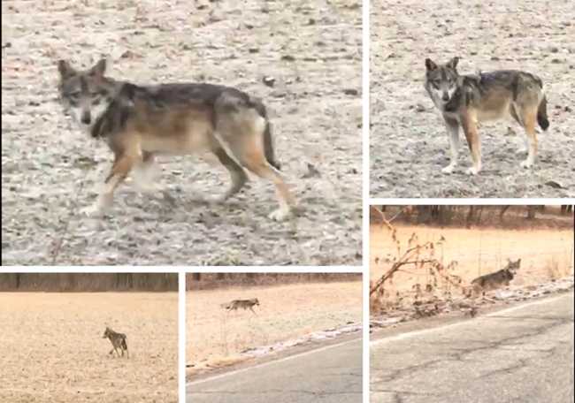 lupo ornavasso mix feb 19