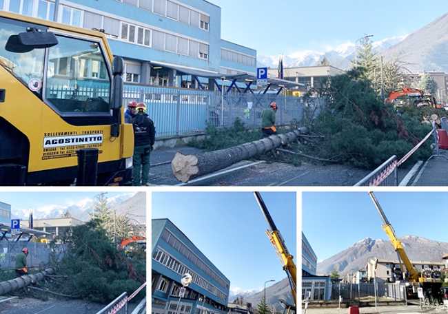 marconi piante mix 19