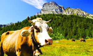 mucca monte leone parco veglia