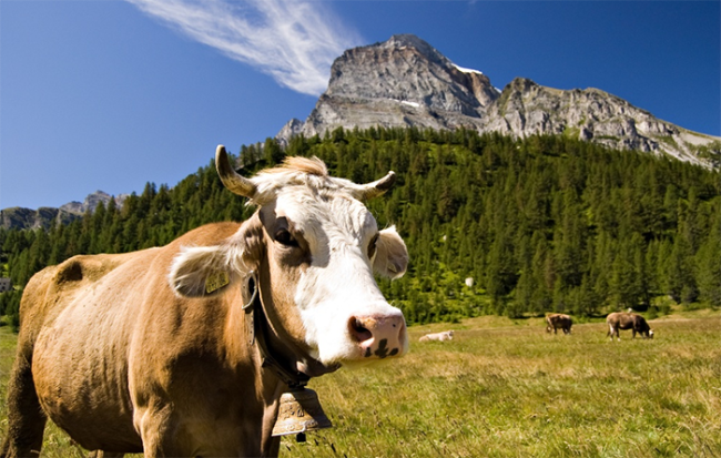 mucca monte leone veglia parco devero