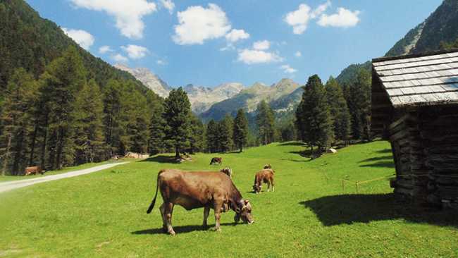 mucche alpeggio baite