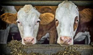 mucche mangiano stalla davanti