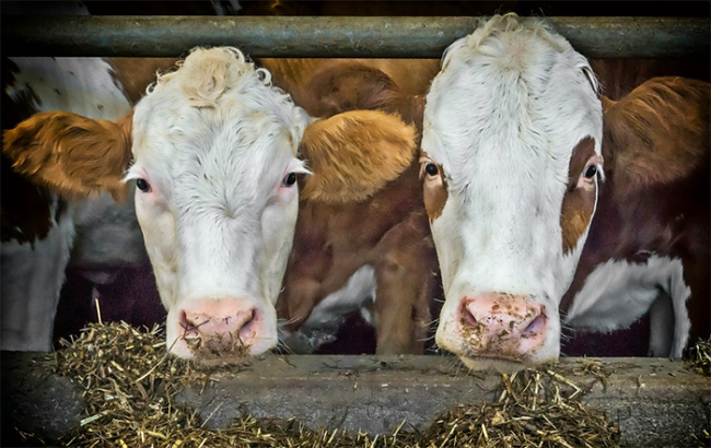 mucche mangiano stalla davanti