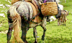 mulo carico prato malesco cai