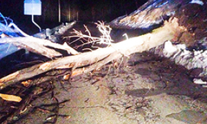 ok b albero caduto san domenico