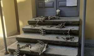 ossa scale comune craveggia