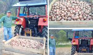 patate beura raccolto 17