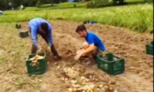 patate montecrestese raccolta