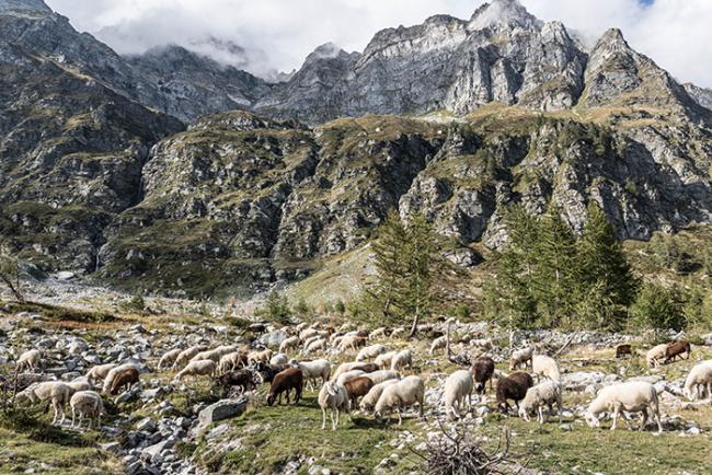 pecore devero montagna buscagna