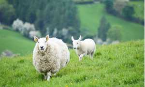 pecore prato irlanda