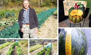 pensionato coltivatore migiandone mix