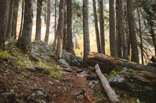 pexels photo 1834393