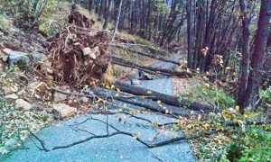 pianta caduta ornavasso boden