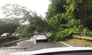 pianta superstrada luglio 17