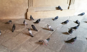 piccioni pietre