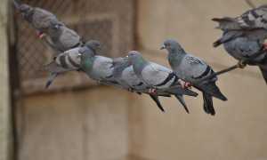 pigeons line 2505581 640