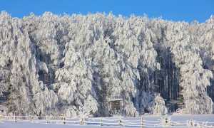 pineta neve inverno