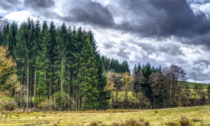 pino montagna nuvole