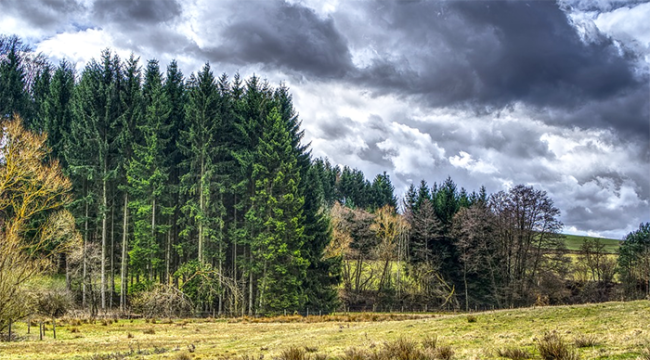 pino montagna nuvole