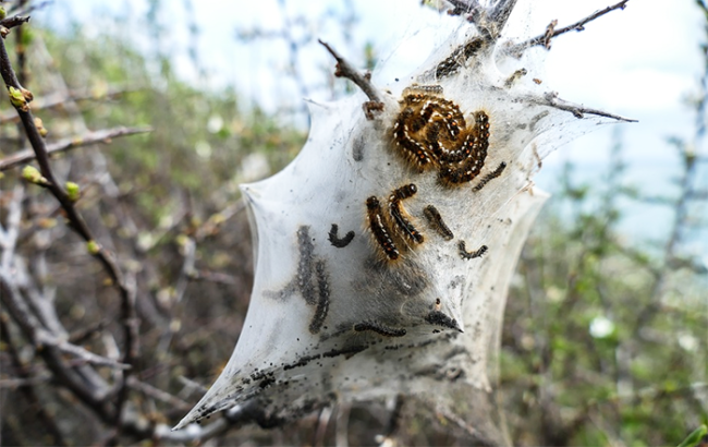 processionaria nido bianco verme