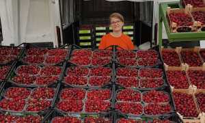 sagra ciliegie Anzola