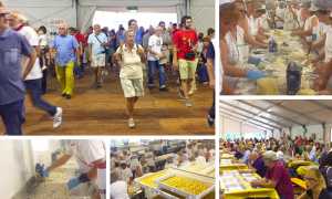 sagra patata 17 mix apertura