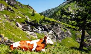 san domenico strada veglia mucca vacca