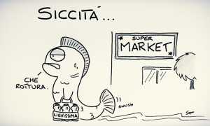 sapo siccita