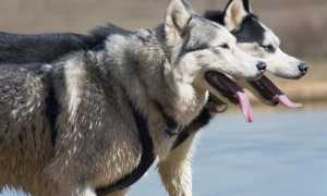 siberian husky 1771665 960 720