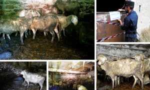 stalla pecore sequestro