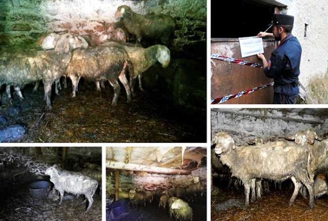 stalla pecore sequestro